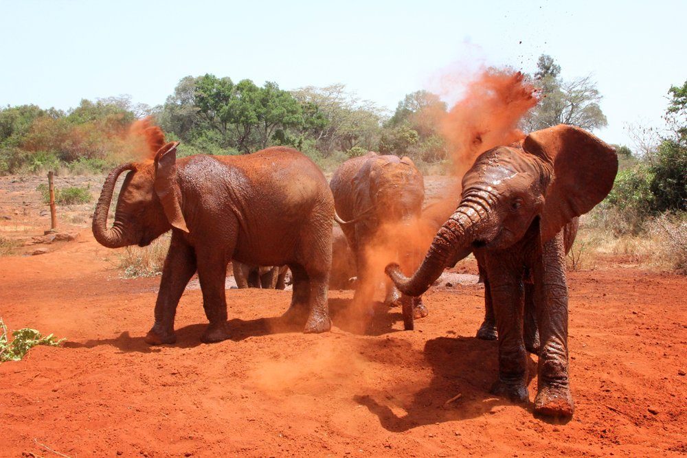 Elephant Orphanage