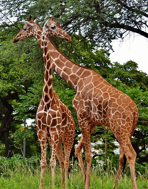 Giraffe Centre